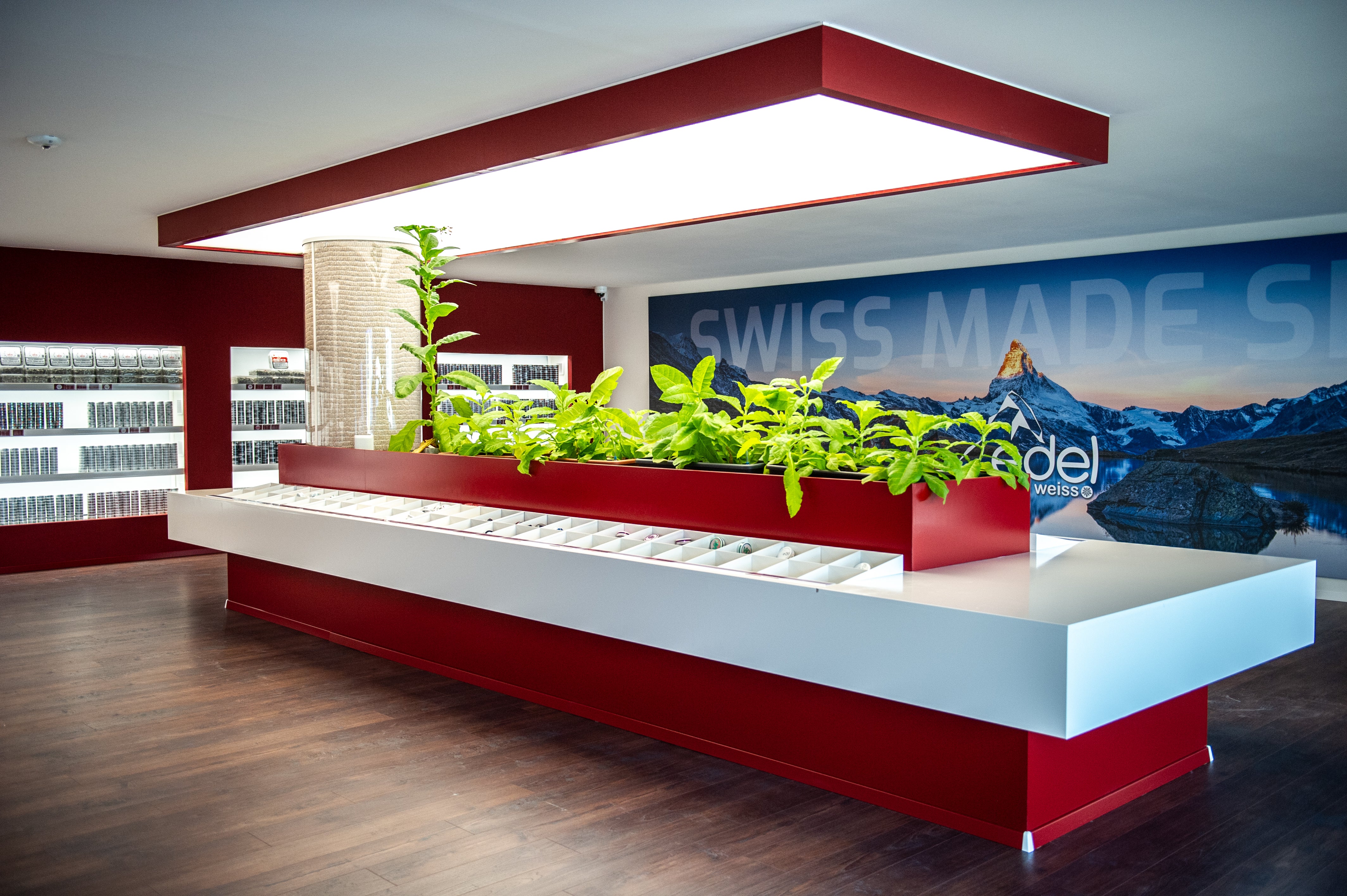 Legalität von Snus in der Schweiz: Rechtslage erklärt