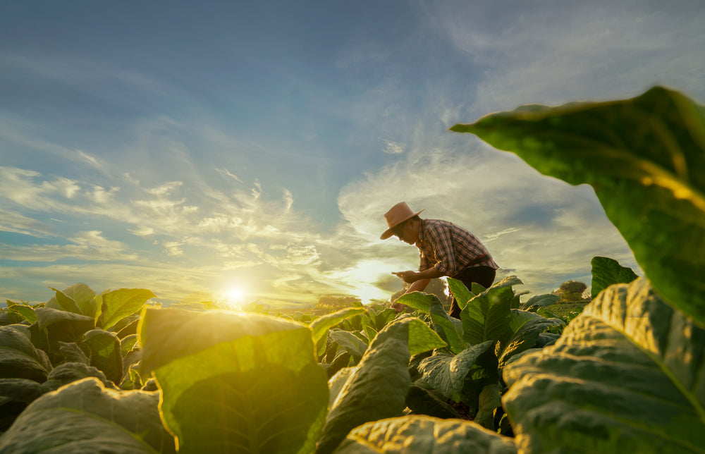 What is tobacco and how did the plant come to Europe?